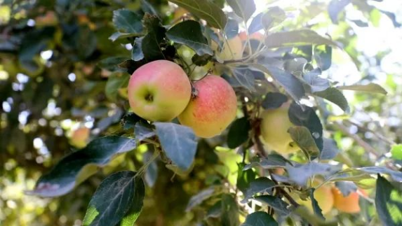 莎车早熟苹果抢鲜上市