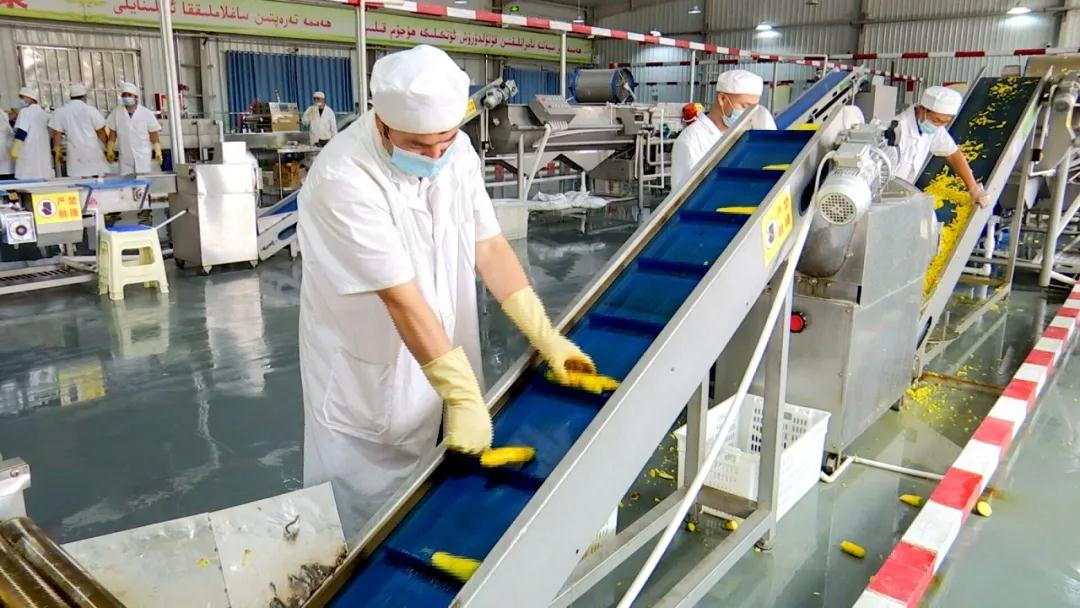 车间村民果蔬分拣稳就业忙增收